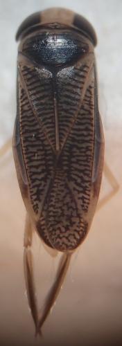Réf. 273 126 : Sigara nigrolineata